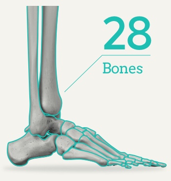 拇指外翻/拇趾外翻/Bunion 28-bones-in-the-human-foot