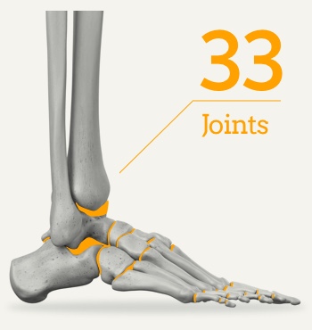 拇指外翻/拇趾外翻/Bunion 33-joints-in-the-human-foot
