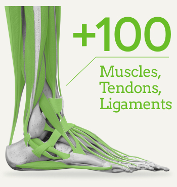 拇指外翻/拇趾外翻/Bunion 100-soft-tissues-in-the-human-foot