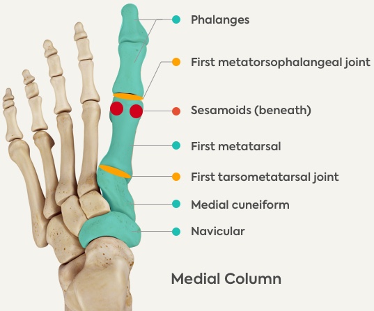 foot-anatomy-of-medial-column.jpg