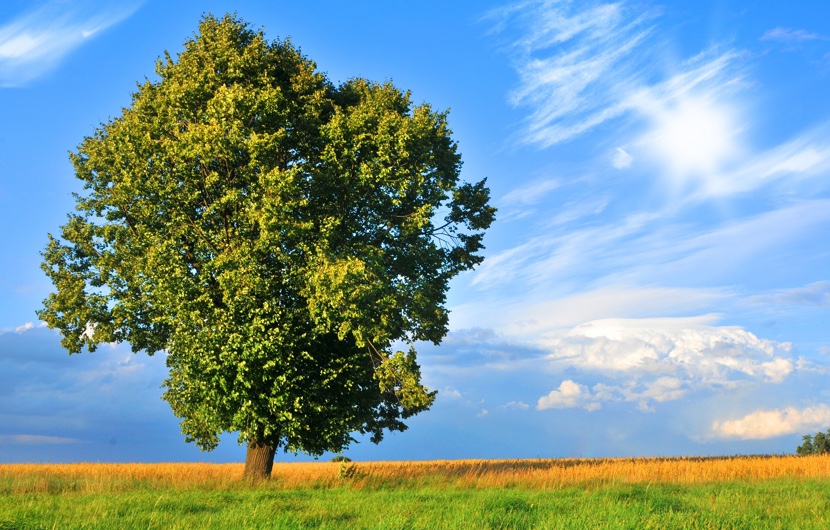 拇指外翻/拇趾外翻/Bunion strong-and-healthy-tree